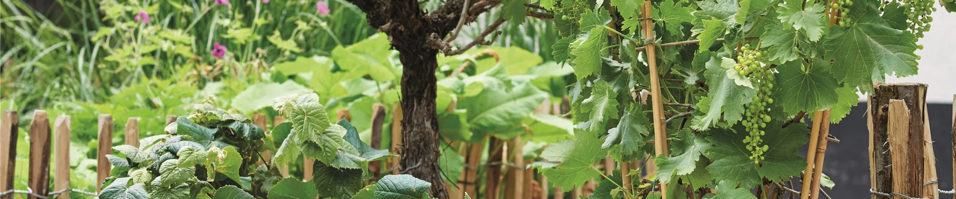 MEDITERRANE KüBELPFLANZEN! 