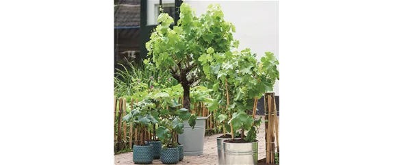 MEDITERRANE KüBELPFLANZEN! 