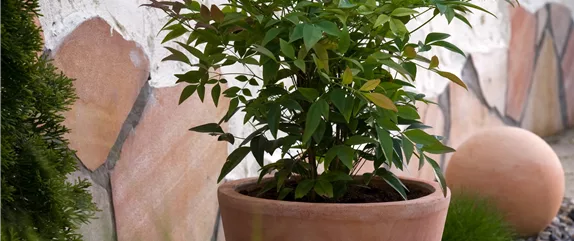 MEDITERRANE KüBELPFLANZEN! 