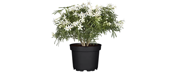 MEDITERRANE KüBELPFLANZEN! 