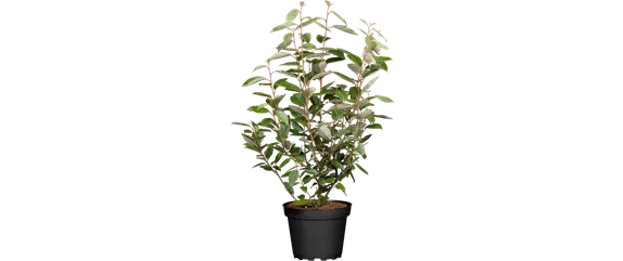 MEDITERRANE KüBELPFLANZEN! 