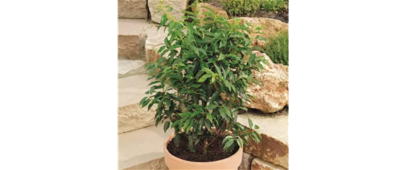 MEDITERRANE KüBELPFLANZEN! 