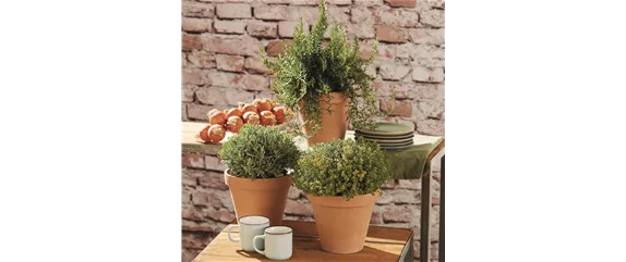 MEDITERRANE KüBELPFLANZEN! 