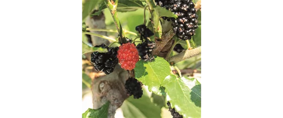 MEDITERRANE KüBELPFLANZEN! 