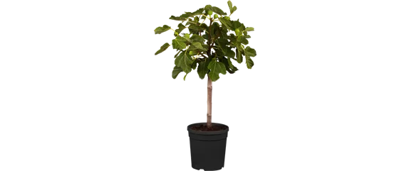 MEDITERRANE KüBELPFLANZEN! 