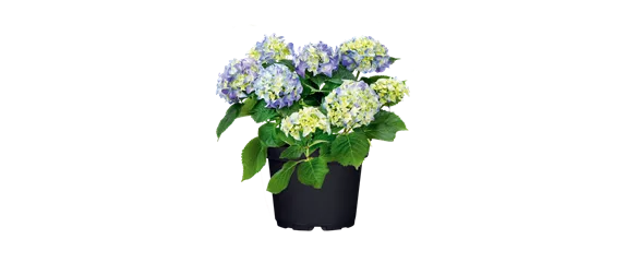 MODERNE ELEGANZ IM GARTEN!