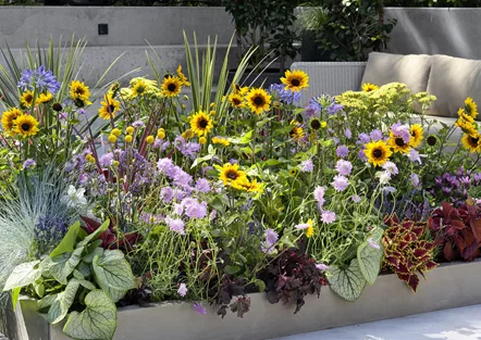 VOLLE BLüTE SOMMER! 