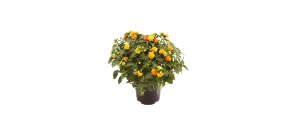 VOLLE BLüTE SOMMER! 