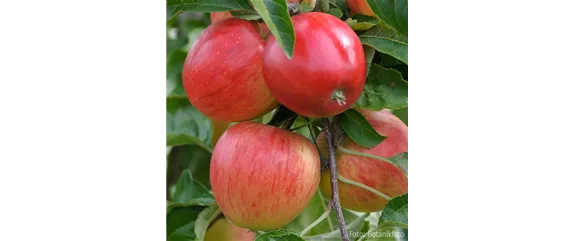 GENUSS-GARTEN!