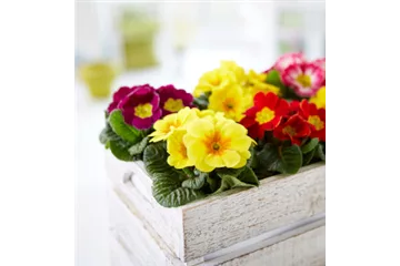 APRIL, APRIL – DER MACHT WAS ER WILL!