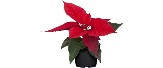 WEIHNACHTEN BEGINNT ZUHAUSE!