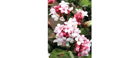 LICHTBLICKE IM WINTER-GARTEN! LICHTBLICKE IM WINTER-GARTEN!