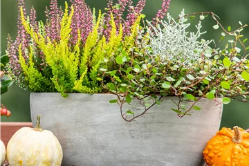 Beet- & Balkonpflanzen Beet- & Balkonpflanzen