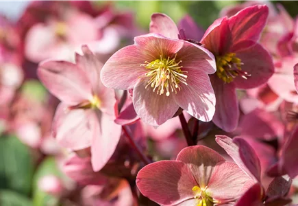 Beet- & Balkonpflanzen