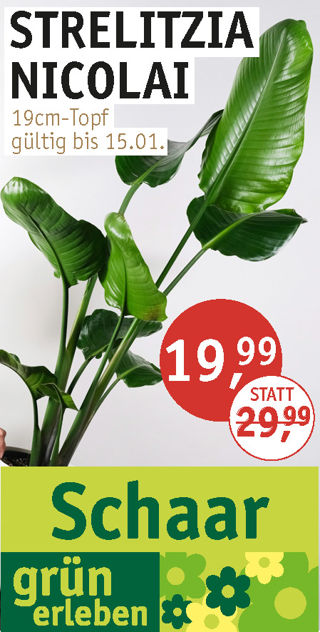 Angebot_KW1-2_Strelitzie.jpg