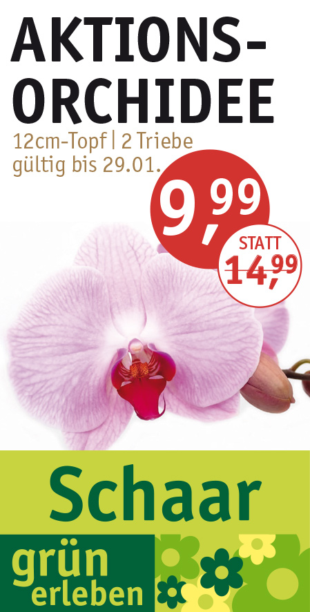 Angebot_KW3_Orchidee.jpg