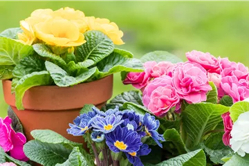 Beet- & Balkonpflanzen