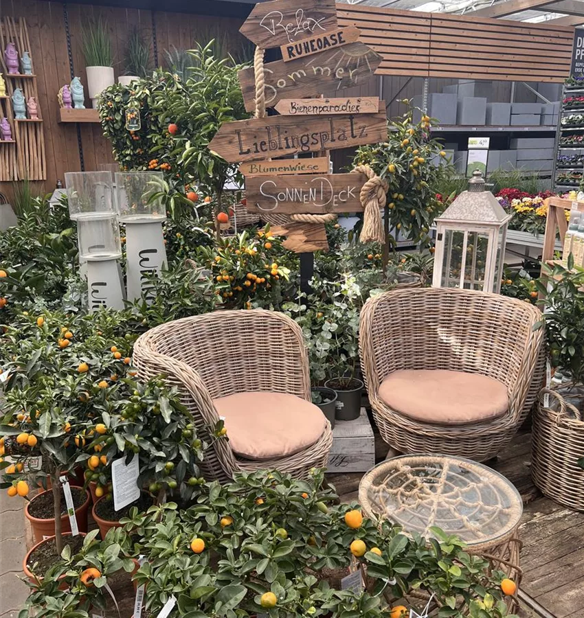 Zimmerpflanzen, Orchideen, Grnpflanzen bei Nideggen, Zlpich und Monschau