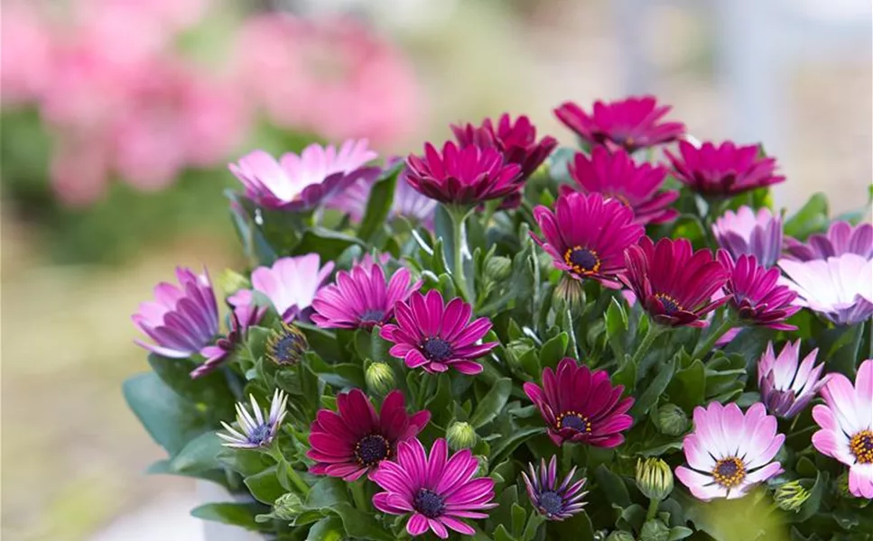 Aussen - Pflanzegefäße für den Garten! Aussen - Pflanzegefäße für den Garten!