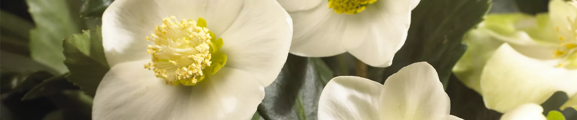 SCHöNE CHRISTROSEN!