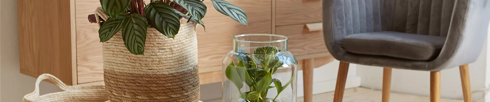 RAUMKLIMA MIT ZIMMERPFLANZEN!