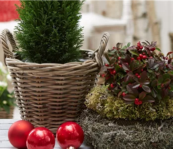 IMMERGRüNE OUTDOORSTARS