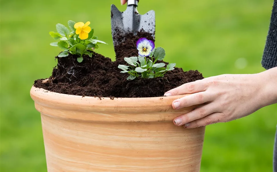 Pflanzenwelt Schaar - PFLANZARBEITEN