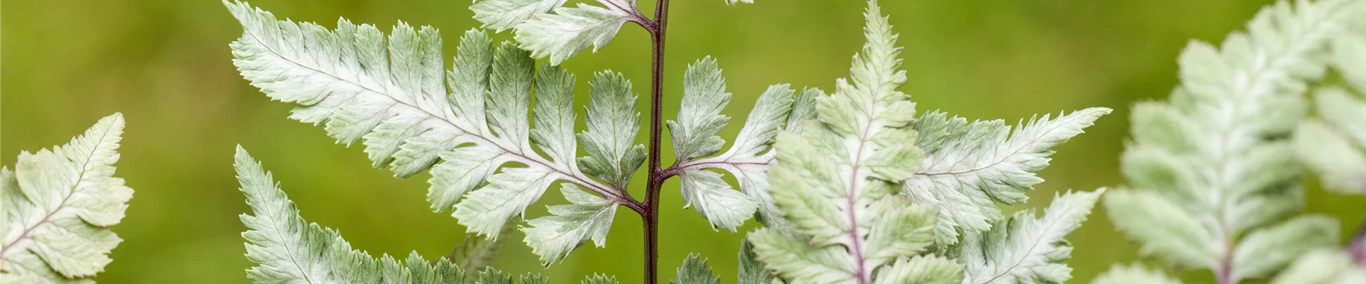 Athyrium niponicum var. pictum 'Silver Falls'