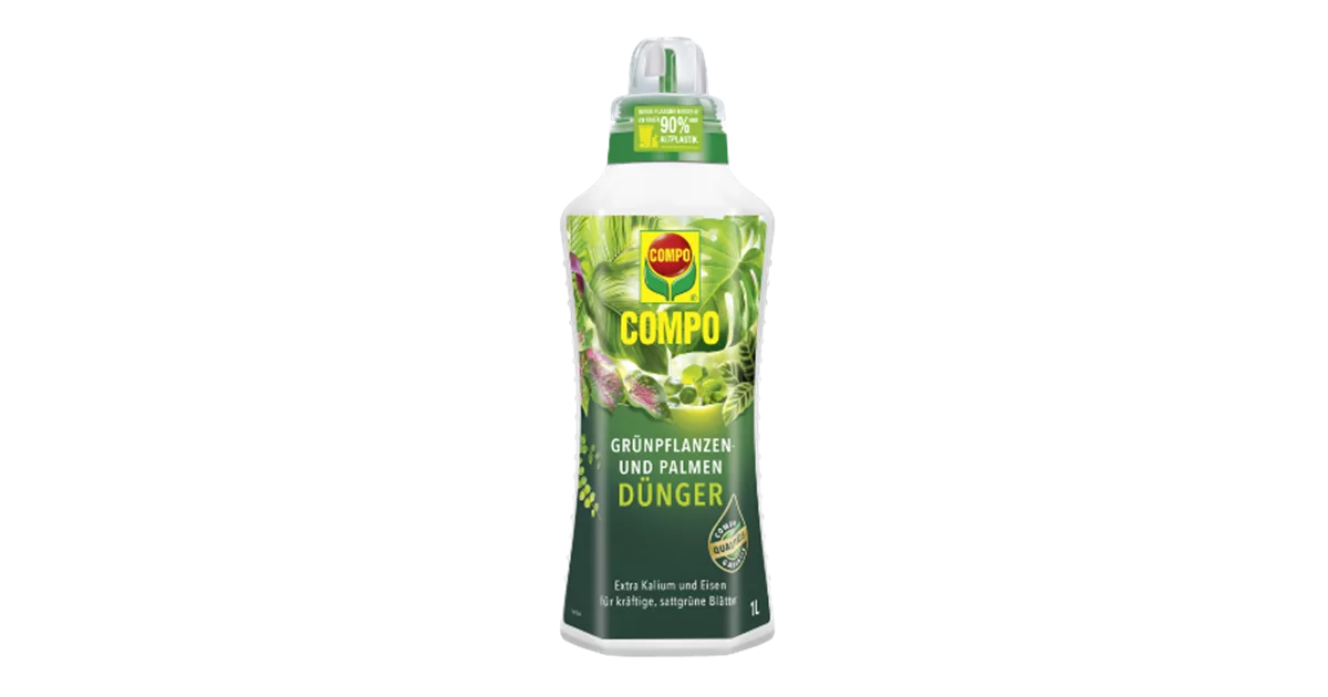 bio kartoffel saatgut Bio-Kartoffel 'Blanche' (x25) - Solanum tuberosum blanche (cn 991131)