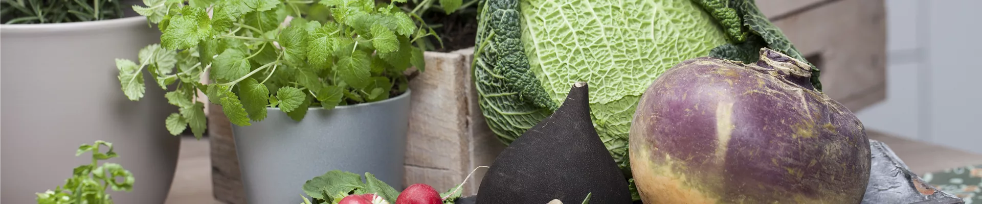 Brassica oleracea var. capitata var. sabauda