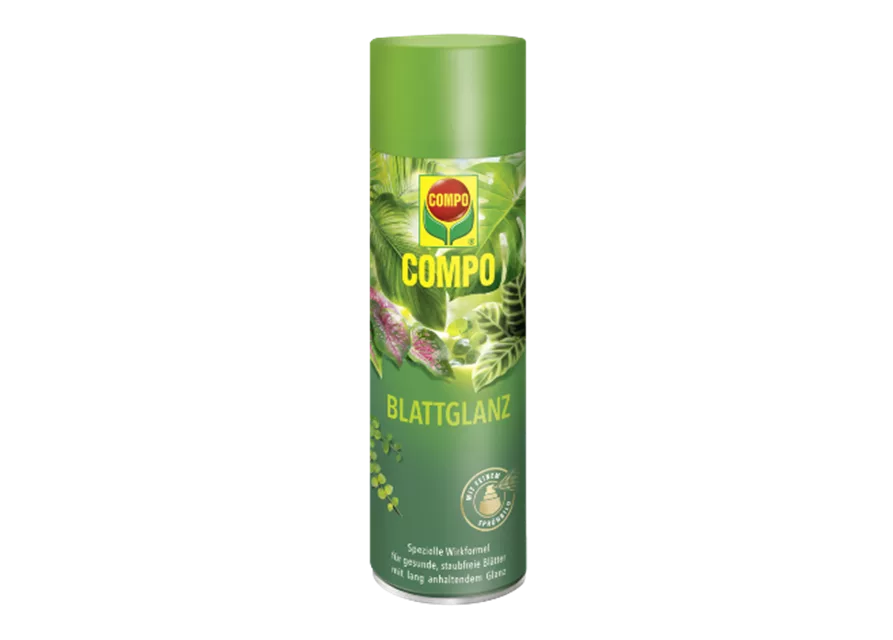 Blattglanz