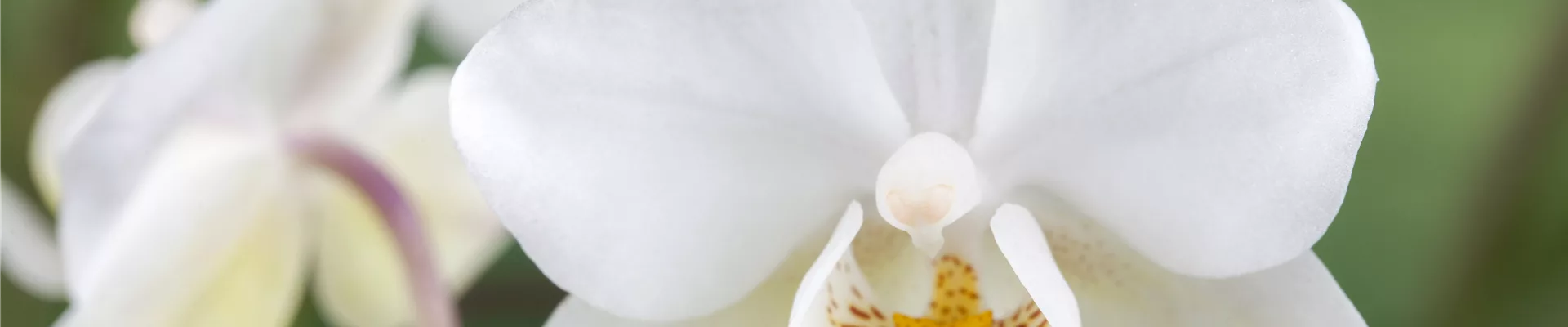 Phalaenopsis 'Wild Orchid'