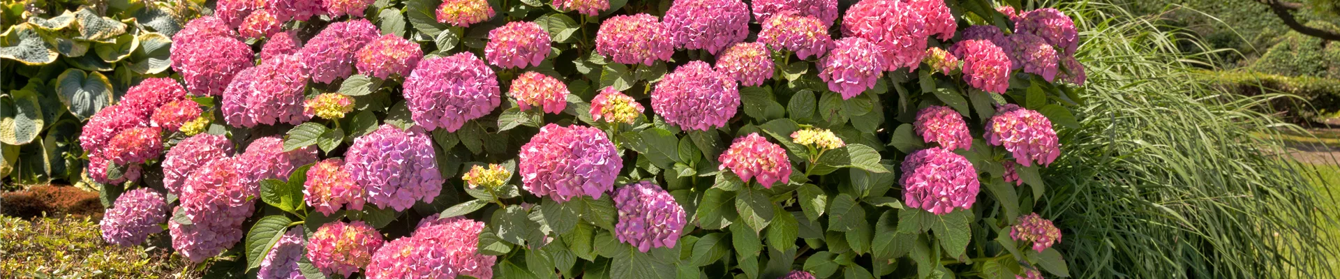 Hydrangea macrophylla
