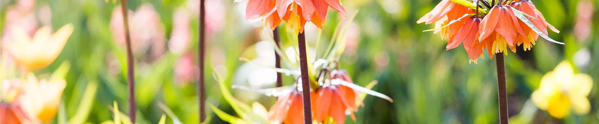 Fritillaria imperialis
