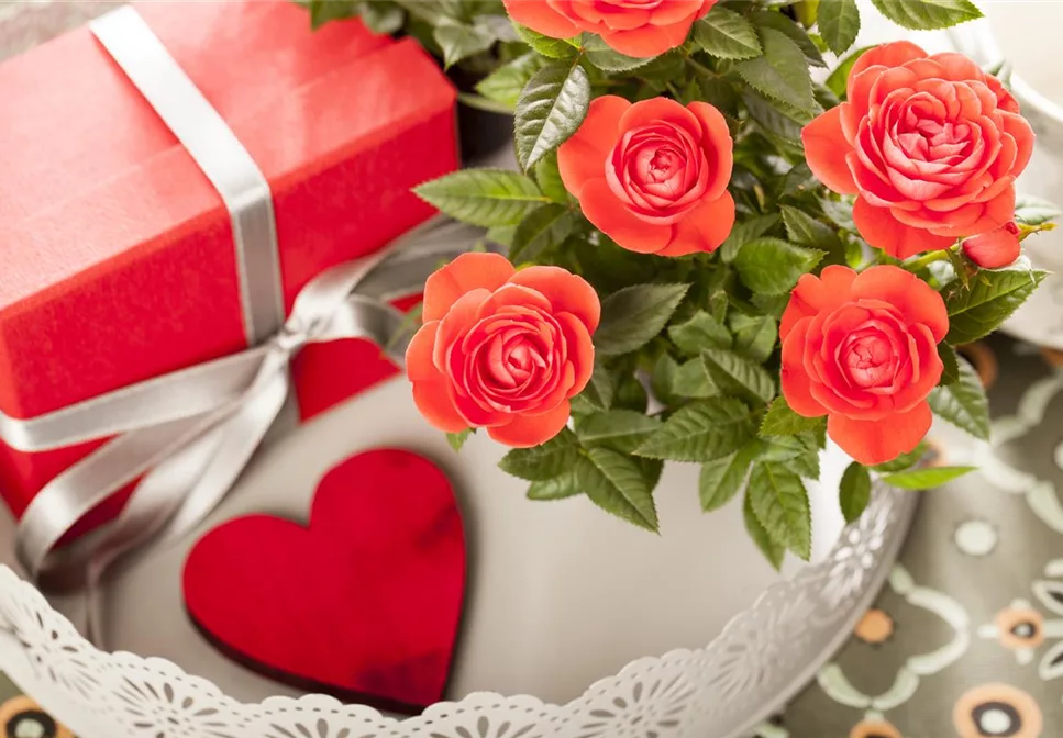 EINE BLUME SAGT MEHR ALS 1000 WORTE EINE BLUME SAGT MEHR ALS 1000 WORTE