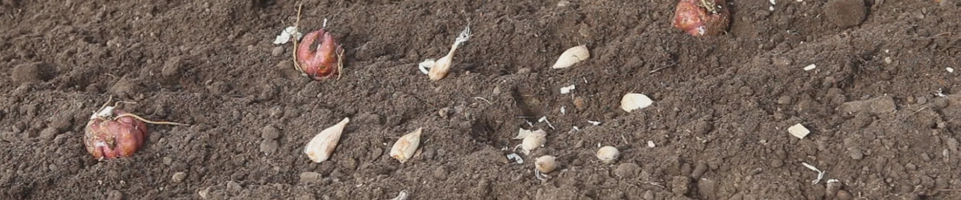 Blumenzwiebeln - Einpflanzen im Garten (thumbnail)