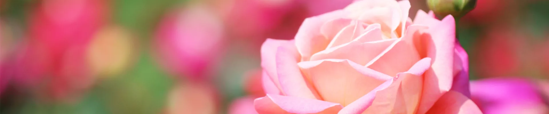 ROSEN FüR DIE LIEBSTE