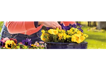 BUNTE FRÜHLINGSBLÜHER FÜR DRAUßEN 