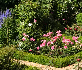 ROSEN & IHRE BEGLEITER!