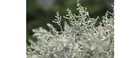 STACHELDRAHT