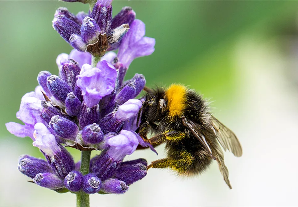 WO SICH HUMMELN TUMMELN WO SICH HUMMELN TUMMELN