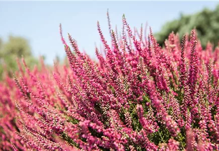 Beet- & Balkonpflanzen