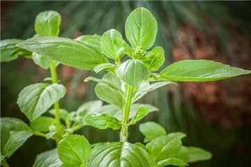 FRISCHE KRäUTER AUS ITALIEN