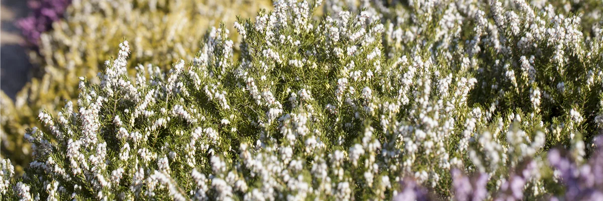 Erica darleyensis