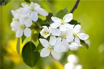 SOMMERSCHNITT FüR OBSTBäUME