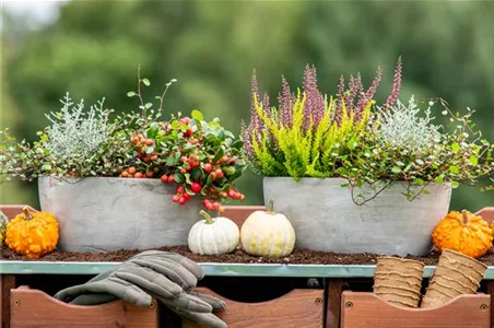 HERBSTLICHE PFLANZIDEEN