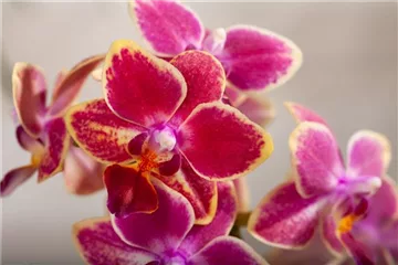 DIE ORCHIDEEN-KLASSIKER