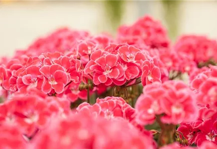 Beet- & Balkonpflanzen