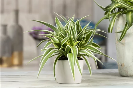 DIE GRüNLILIE - DAS GENIE UNTER DEN ZIMMERPFLANZEN