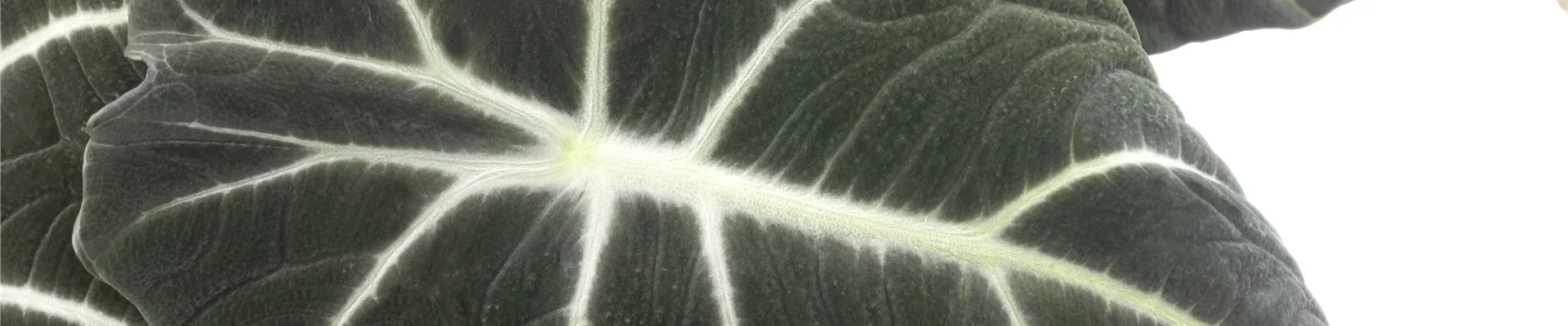 Alocasia 'Black Velvet'